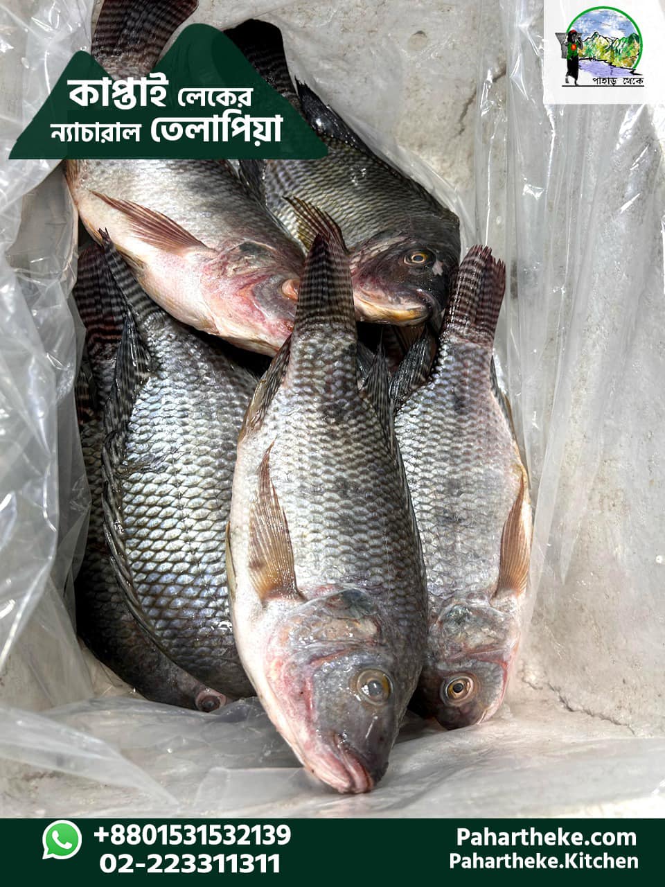 কাপ্তাই লেকের তেলাপিয়া।