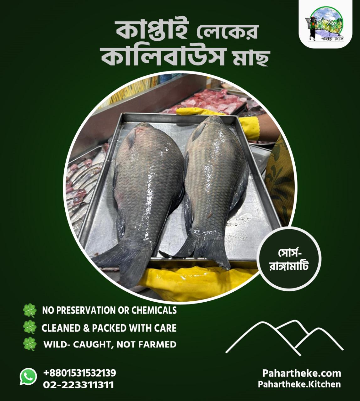 কাপ্তাই লেকের কালিবাউস -