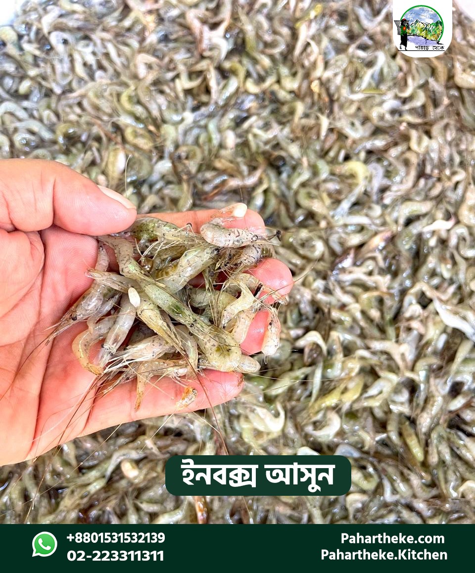 কাপ্তাই ছোট চিংড়ি।